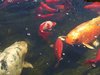 mini-fische1 06-2006